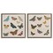 Stupell Industries Collection of Vintage Butterflies 2pc Floating Frame Set, design by Dan Meneely